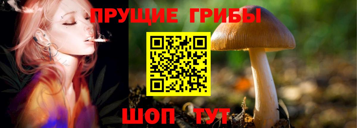 Галлюциногенные грибы Psilocybe Волгоград